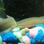 fish tank picture - Kiwi Loaches, couple of years old. Nifty to watch when all 5 come out to eat. Like sea snakes.