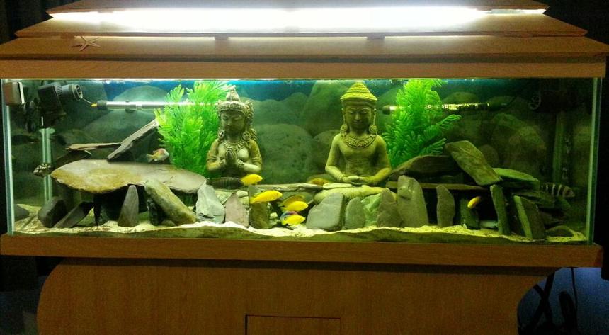 Rated #128: 55 Gallons Freshwater Fish Tank - My tank- front facing with one type of light on only.