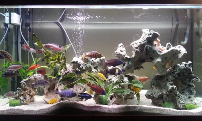 85 gallons freshwater fish tank (mostly fish and non-living decorations) - 85 Gallon freshwater aquarium with
texas holey rock and decorative
plants, Changed it up after 3 years
so give it something new.