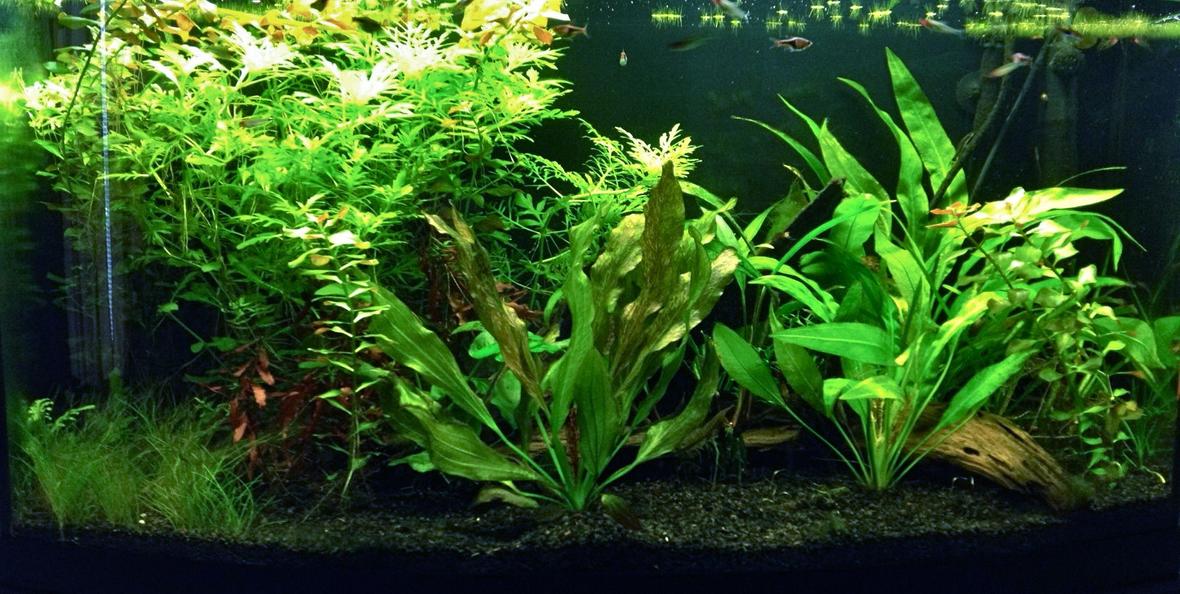 46 gallons planted tank (mostly live plants and fish) - 46G planted tank at 3 months. Weekly trimming is required due to rapid growth of wisteria and ludwiga. Red Flame Sword gets 2 or 3 new leaves each week.