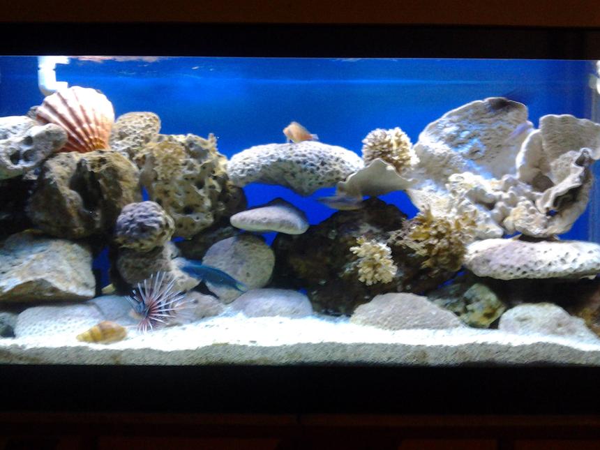 Rated #4: 90 Gallons Saltwater Fish Tank - 90 gal