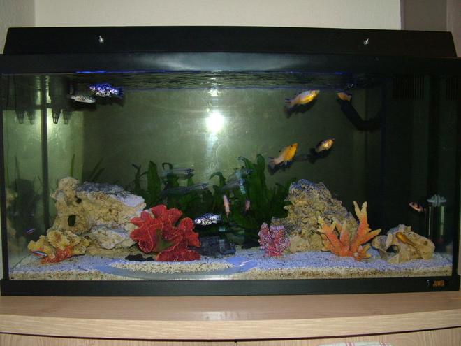 28 gallons freshwater fish tank (mostly fish and non-living decorations) - My 125l Juwel tank
The tube at the bottom is meant for
the rope fish but he is new to the
tank and hasn\'t ventured beyond the
plants yet, the clown loaches seem
to enjoy it though!