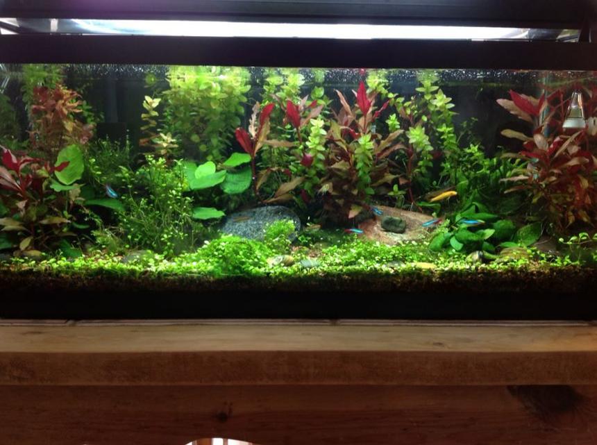 Rated #3: 20 Gallons Planted Tank - as of 3-25-2013