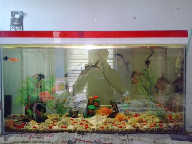 37 gallons freshwater fish tank (mostly fish and non-living decorations) - my tank