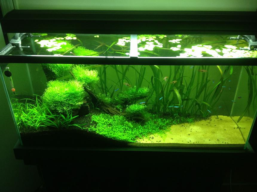Rated #19: 33 Gallons Planted Tank - tank!