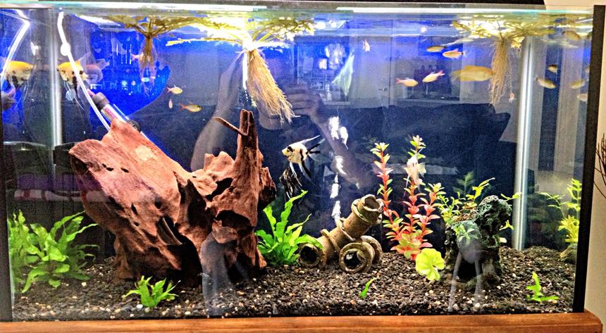 Rated #152: 45 Gallons Freshwater Fish Tank - 3 foot community tank with angels,
gouramis, red eye tetras, red blue columbian tetras &
bristlenose catfish