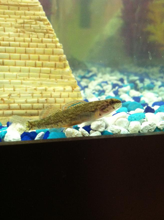 freshwater fish - etheostoma phytophilum - rush darter stocking in 56 gallons tank - Rush Darter(Etheostoma phytophilum)