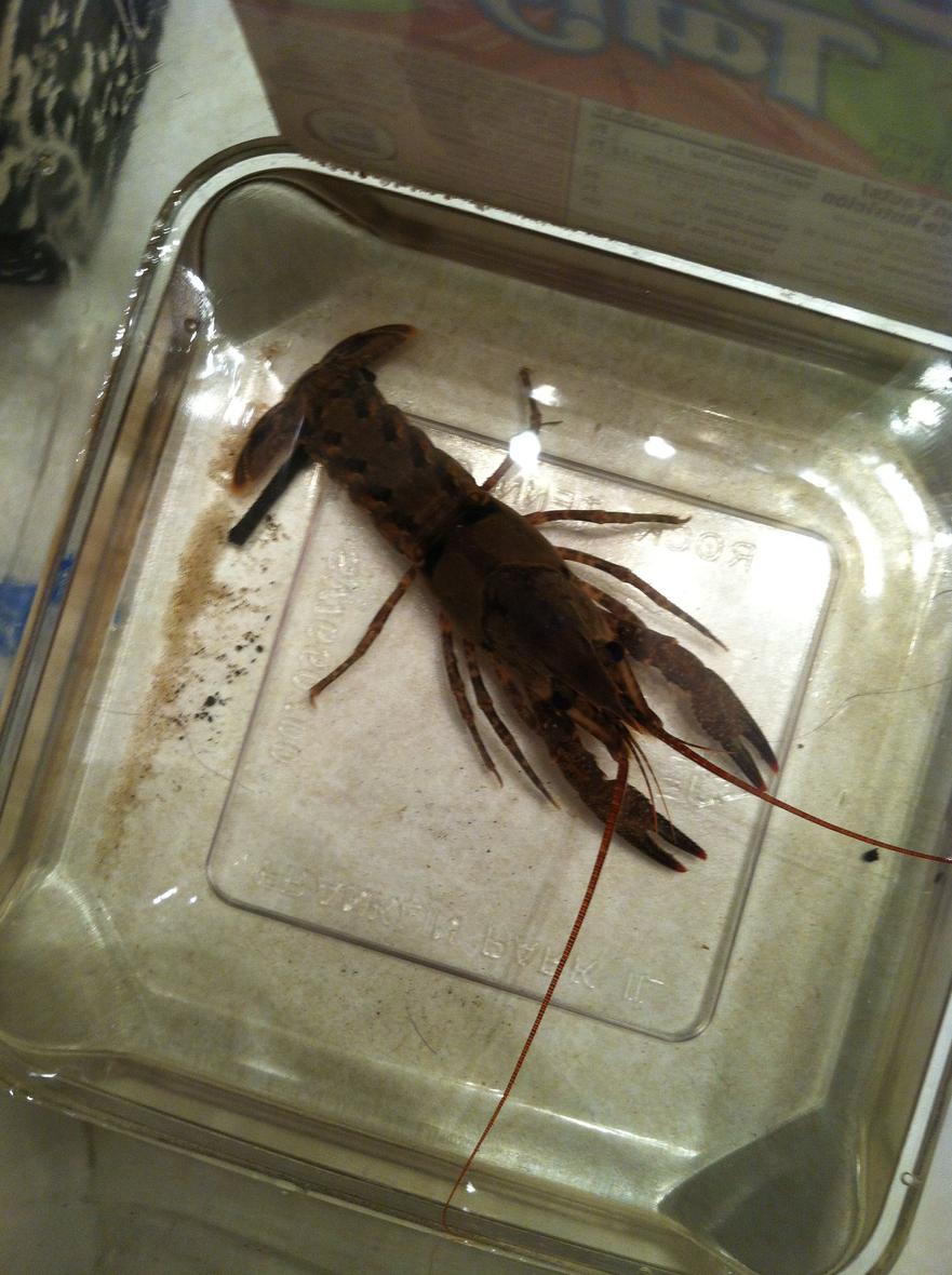 Rated #15: Corals Inverts - Procambarus Sp. - Red Lobster Stocking In 56 Gallons Tank - Large Crawfish that I caught recently