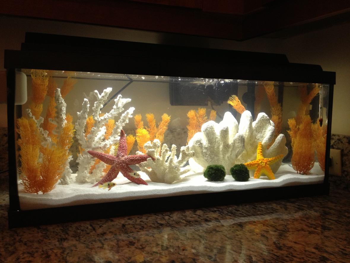 20 gallons freshwater fish tank (mostly fish and non-living decorations) - My tank, 20 gallon long