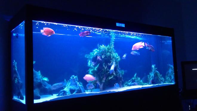 200 gallons freshwater fish tank (mostly fish and non-living decorations) - Cleair Maz 2000 tropical tank , cichlids and cats