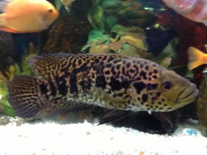 freshwater fish - parachromis managuensis - jaguar cichlid stocking in 200 gallons tank - Jaguar , cichlid