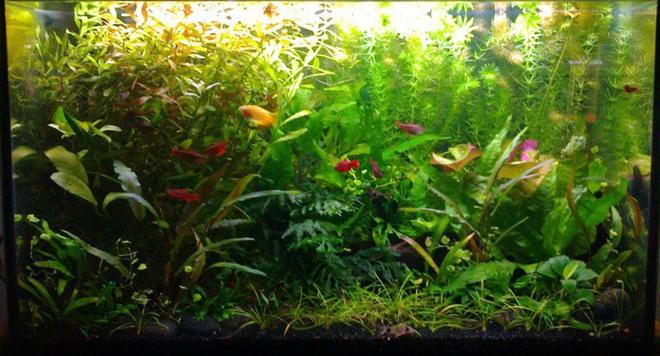 15 gallons planted tank (mostly live plants and fish) - Garden style. Easy plants, weekly 1/3 water change and pruning. Excel daily and liquid ferts every 2nd day. Honey gourami, 5 cherry barbs, 4 triliniatus corydoras (aka three-line or false julii cory).  Also red cherry shrimp and a few ramshorn snails. Plant list see my profile :)