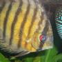 freshwater fish - symphysodon aequifaciatus axelrodi - brown discus stocking in 55 gallons tank - Wild Brown Discus