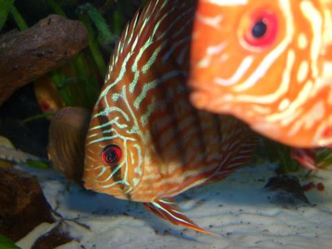 freshwater fish - symphysodon spp. - snakeskin discus stocking in 55 gallons tank - Discus Pictures