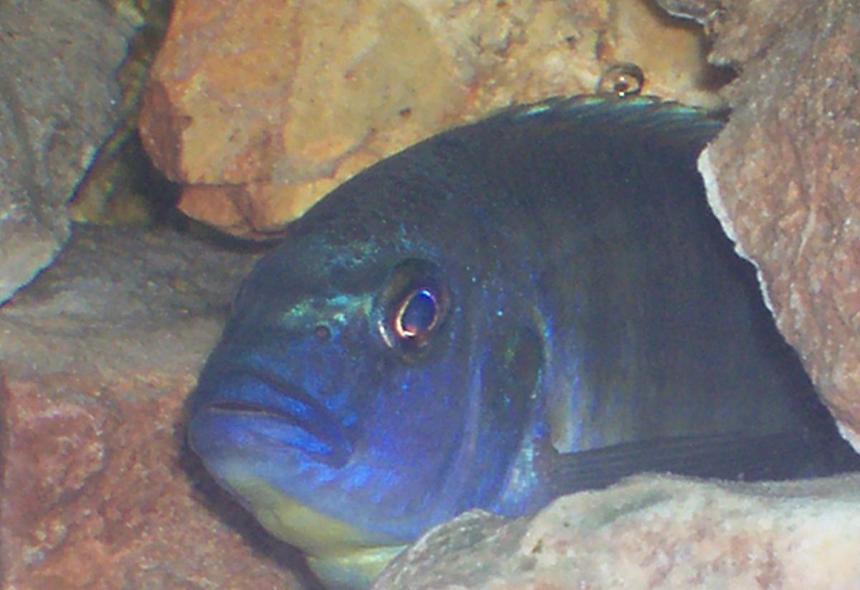 Rated #2117: Freshwater Fish - Nimbochromis Venustus - Venustus Cichlid Stocking In 30 Gallons Tank - African Cichlid tank