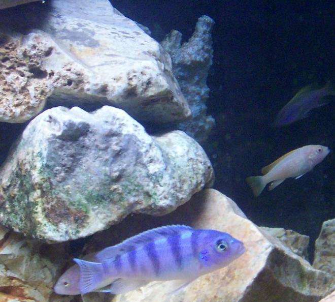 freshwater fish - pelvicachromis pulcher - albino kribensis cichlid stocking in 30 gallons tank - African Cichlids