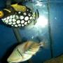 saltwater fish - balistoides conspicillum - clown triggerfish stocking in 55 gallons tank - Clown and Picaso Trigger