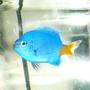saltwater fish - chrysiptera parasema - yellowtail damselfish stocking in 55 gallons tank - Yellow Tail