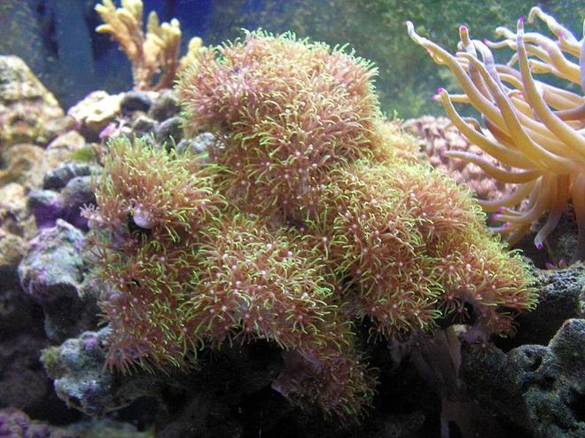 corals inverts - briareum sp. - evergreen starburst polyp stocking in 55 gallons tank - Green Polly