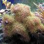corals inverts - briareum sp. - evergreen starburst polyp stocking in 55 gallons tank - Green Polly