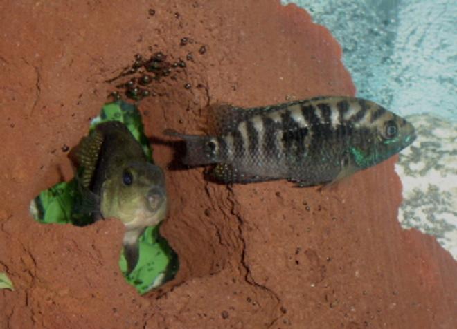 freshwater fish - nandopsis octofasciatum - jack dempsey stocking in 55 gallons tank - Dempsy and Parrot hanging out