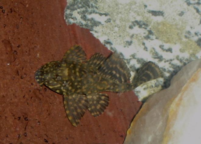 freshwater fish - leporacanthicus galazias - tooth-nose pleco (l-07a) stocking in 55 gallons tank - Hifin Spotted Pleco