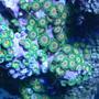 corals inverts - zoanthus sp. - eye of jupiter zoanthids stocking in 37 gallons tank - Rasta zoanthids or eagle zoo's.
