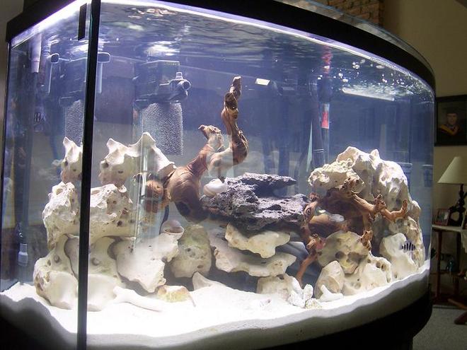 46 gallons freshwater fish tank (mostly fish and non-living decorations) - 46 GAL aGA BOWFRONT