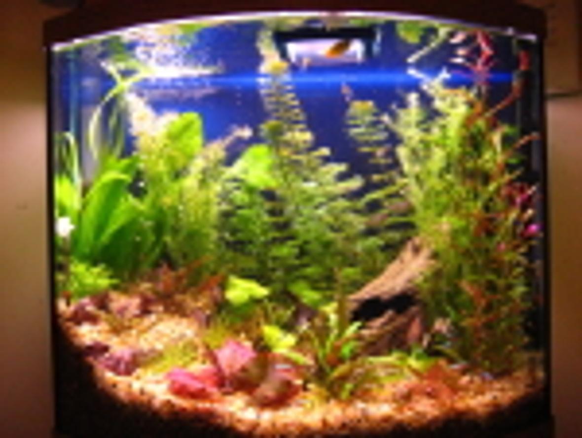 26 gallons planted tank (mostly live plants and fish) - Angels, Gouramis, Danios, Black skirt tetras, red eye tetras, cardinal tetras, red fin tetras, Kuhli Loaches, cories, algae eaters, frogs. Red Tiger lotus, Camboba, Foxtail, swords, wendi, banana plant, rotella, the rest is unknown