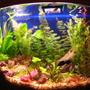 26 gallons planted tank (mostly live plants and fish) - Angels, Gouramis, Danios, Black skirt tetras, red eye tetras, cardinal tetras, red fin tetras, Kuhli Loaches, cories, algae eaters, frogs. Red Tiger lotus, Camboba, Foxtail, swords, wendi, banana plant, rotella, the rest is unknown