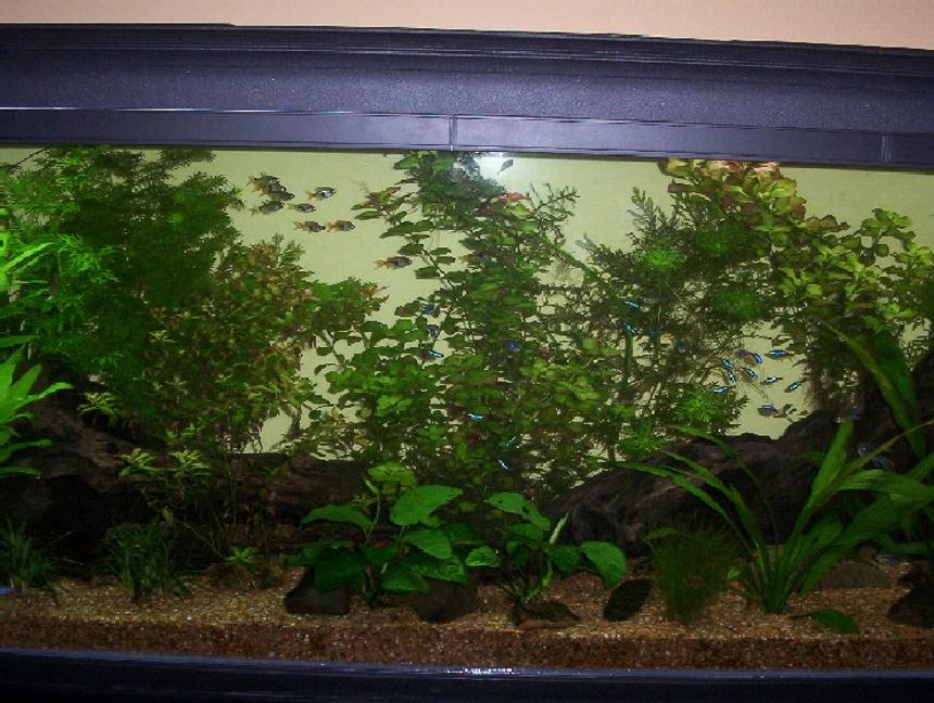 Rated #95: 100 Gallons Planted Tank - two pieces of driftwood sit on top of reddish gravel with varying plants all around them. caves are made out of rocks all around the tank