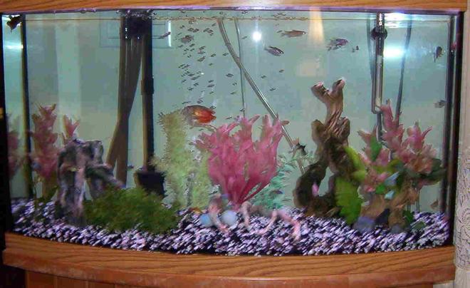 46 gallons freshwater fish tank (mostly fish and non-living decorations) - 46 gallon bowfront full view