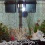 46 gallons freshwater fish tank (mostly fish and non-living decorations) - 20 gallon full view