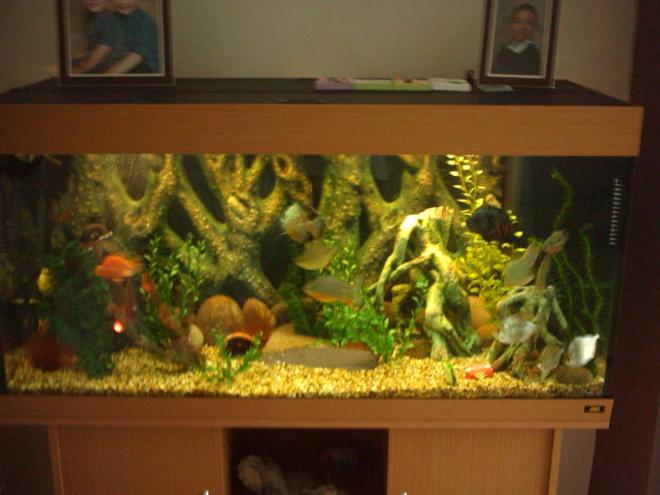 66 gallons freshwater fish tank (mostly fish and non-living decorations) - my 66 gallon tank