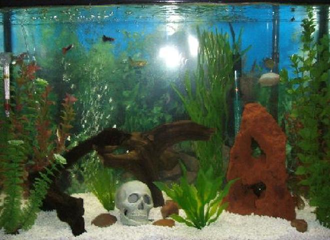 29 gallons freshwater fish tank (mostly fish and non-living decorations) - This is my first 29 gallon freshwater tank !
