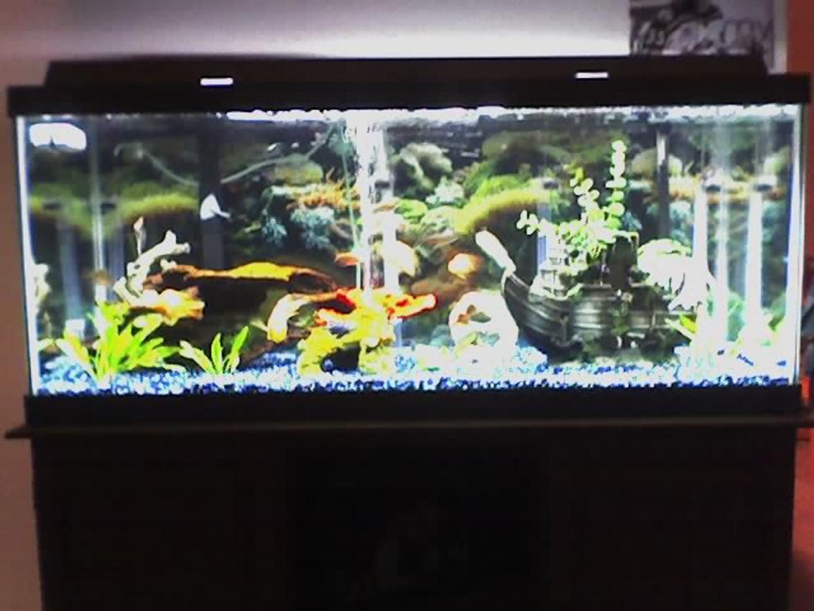 75 gallons planted tank (mostly live plants and fish) - mine for your viewing