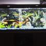 75 gallons planted tank (mostly live plants and fish) - mine for your viewing