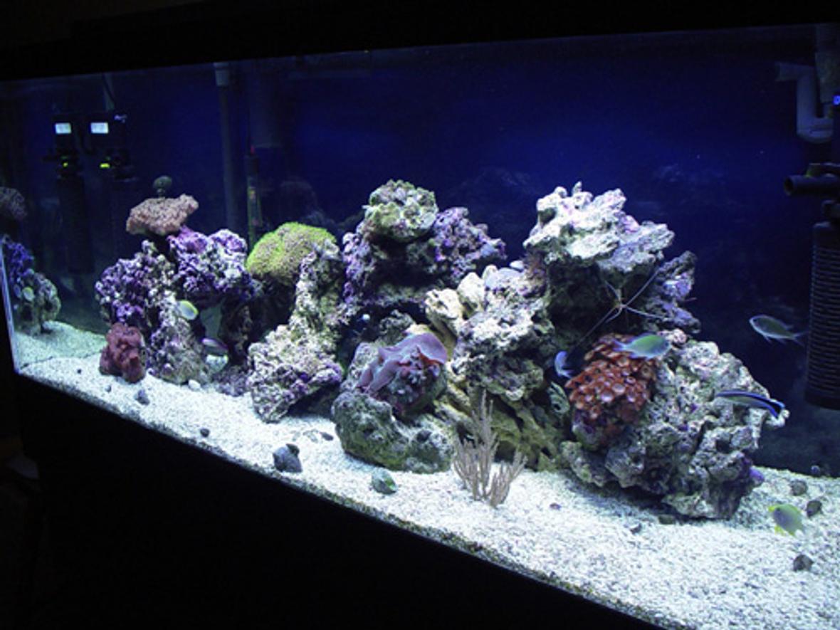 75 gallons reef tank (mostly live coral and fish) - 1/12/06