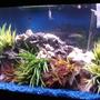 72 gallons freshwater fish tank (mostly fish and non-living decorations) - My 72 gallon freshwater tank with breeding net