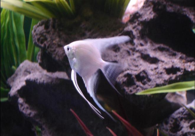 freshwater fish - pterophyllum sp. - albino angel stocking in 72 gallons tank - My Platinum Angelfish from 72 gallon tank
