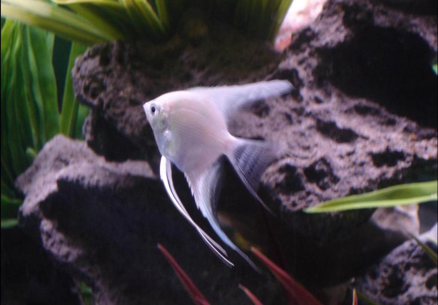 Rated #76: Freshwater Fish - Pterophyllum Sp. - Albino Angel Stocking In 72 Gallons Tank - My Platinum Angelfish from 72 gallon tank