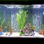 55 gallons freshwater fish tank (mostly fish and non-living decorations) - African Cichlid tank 55 gallon