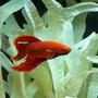 freshwater fish - betta splendens - betta - male stocking in 6 gallons tank - Betta Splendens.
