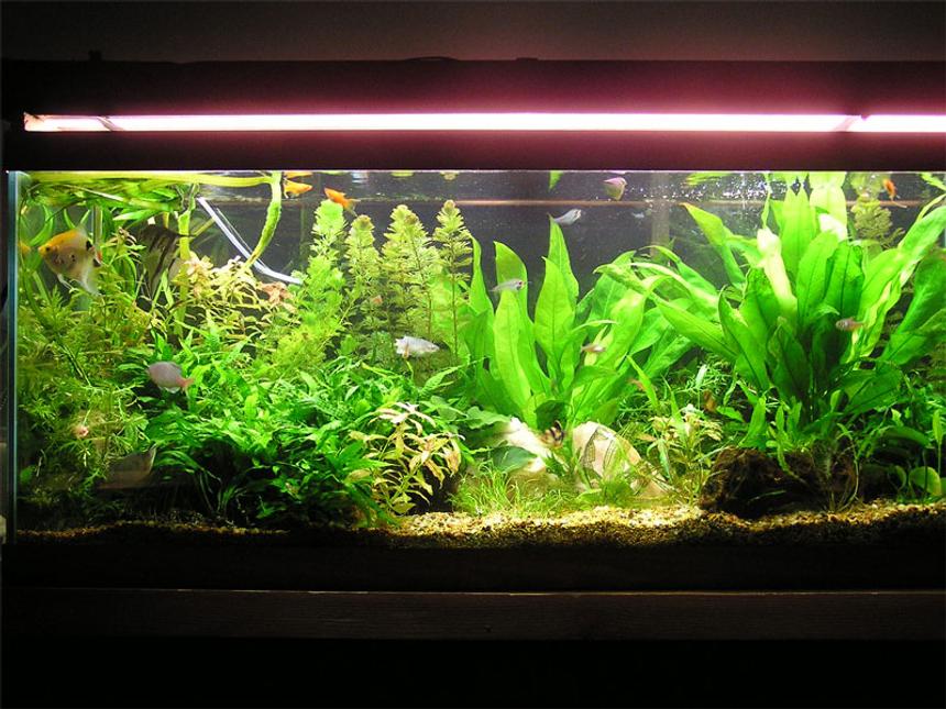 Rated #21: 75 Gallons Planted Tank - I changed my tank around and put more plants in. I focused more on putting the taller plants in the back and the shorter in the front. I also got rid of those damn prolific kribs. It looks a thousand times better than it did before, especially with the red plants i put in to contrast the green.