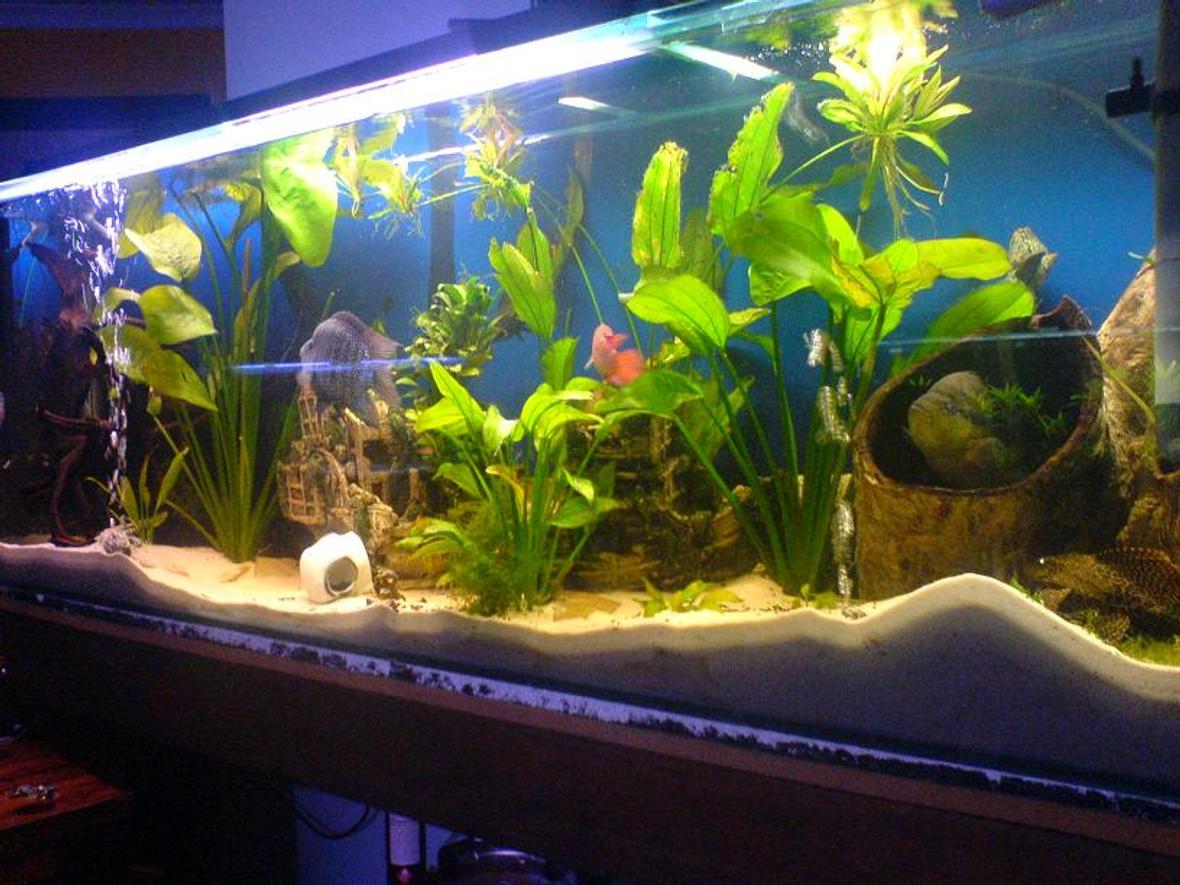 35 gallons planted tank (mostly live plants and fish) - This is my 6,foot 450,litre American chiclid tank. its 6ft long, 2 foot high, 1.5ft deep. It has some large amozon swords, large peices of drift wood at either end of the tank. A large boat thats broken in half in the center. Oh and a white skull the size of a small ball that the largerfish roll around the tank. Fish-: 20cm texas cichlid, 20cm salvini cichlid, 15cm green terror cichlid, 12cm jack dempsy cichlid, 10cm covict cichlid, 12cm red jewel cichlid, 22cm sailfin pleco, 15cm red tailed black shark, 18cm synodontis eupterus catfish. Filtration-: 2000lh aqua one internal filter 2000lh aqua one external canister filter