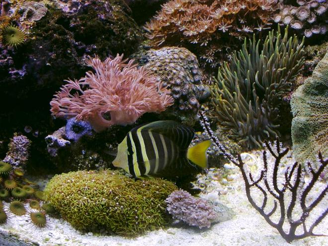 saltwater fish - zebrasoma veliferum - sailfin tang stocking in 170 gallons tank - sailfin tang