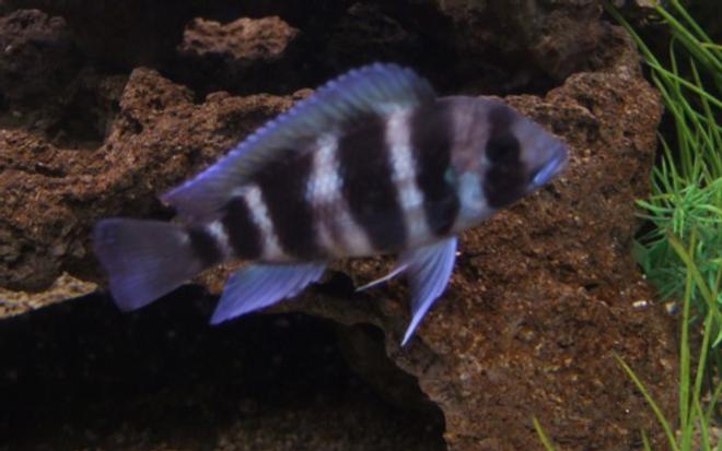 freshwater fish - cyphotilapia frontosa - frontosa cichlid stocking in 96 gallons tank - Frontosa, about 2 3/4 inchs, lovely little chap.