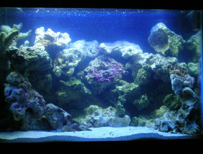 20 gallons saltwater fish tank (mostly fish, little/no live coral) - Has a Sea Clone 150, Uv Turbo Twist, and a Hang On Filter Emperor 280. Live rock , live sand and 5 Tipes of Gobys
1 Blennie. Has 4 24" T5