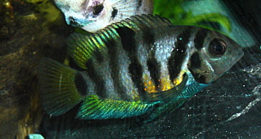 Rated #1077: Freshwater Fish - Archocentrus Nigrofasciatus - Black Convict Cichlid Stocking In 55 Gallons Tank - Female black convict showing her colors
