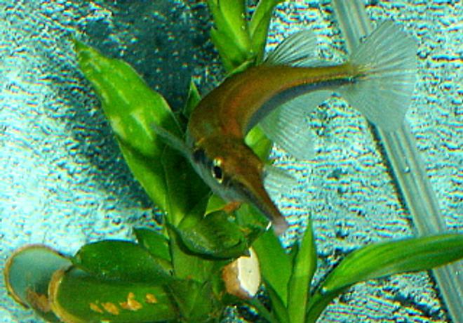 freshwater fish - xenentodon cancila - needle nose gar stocking in 55 gallons tank - Needle Nose Gar